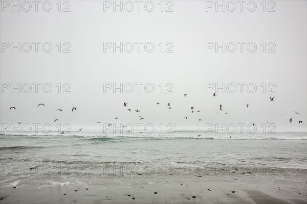 Birds flying on ocean beach