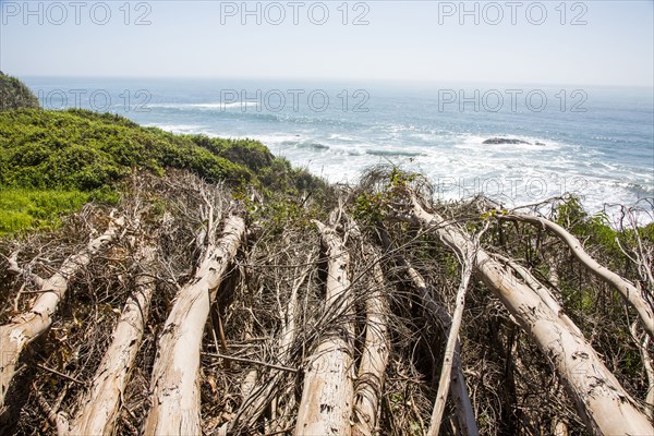 Logs near ocean beach