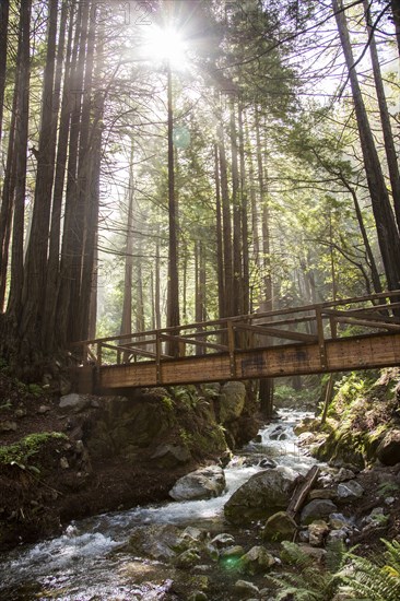 Sunbeams on bridge over forest stream