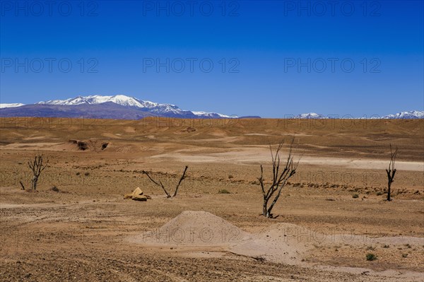 Bare trees in remote desert