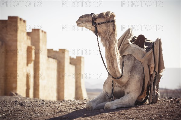 Camel resting outside city walls in desert