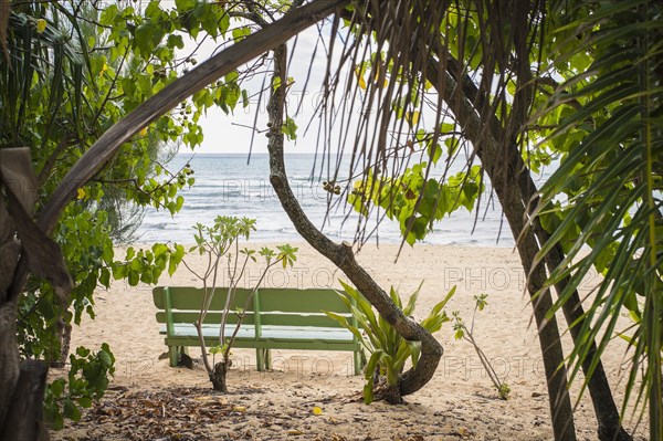 Empty bench and trees on beach