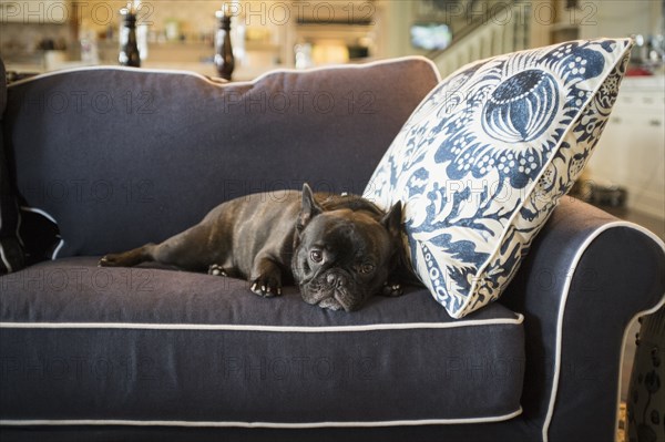 Dog laying on livingroom sofa