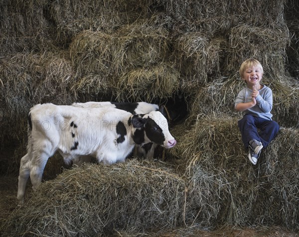 Caucasian boy laughing on haystacks near cows