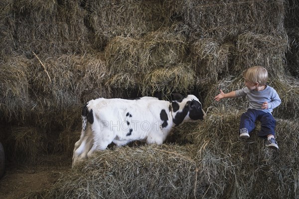 Caucasian boy laughing on haystacks near cows