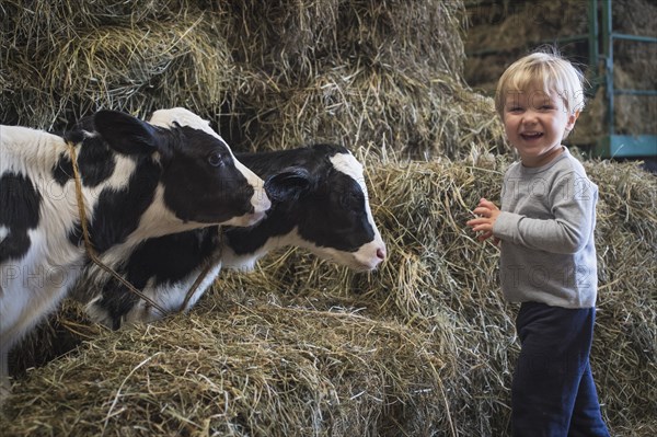 Caucasian boy laughing on haystacks near cows