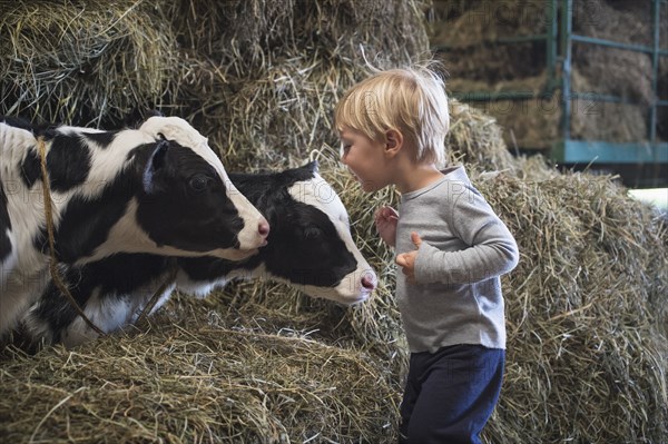 Caucasian boy laughing on haystacks near cows