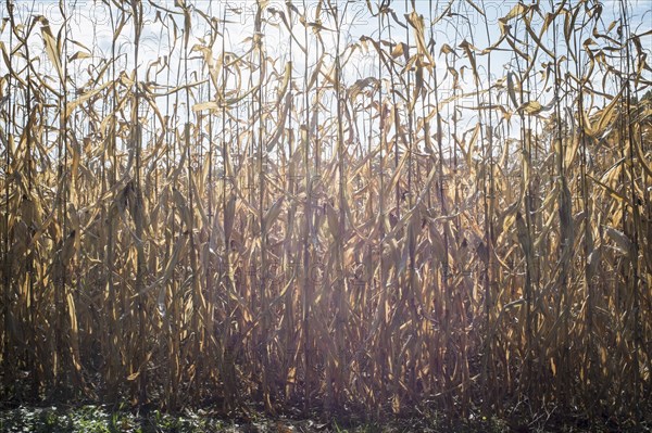 Corn crops growing in farm field