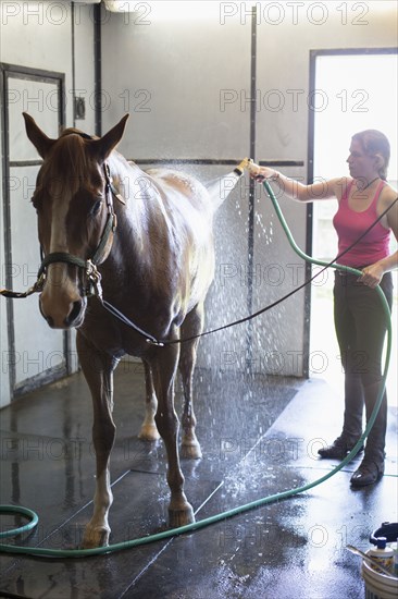 Caucasian woman washing horse in stable