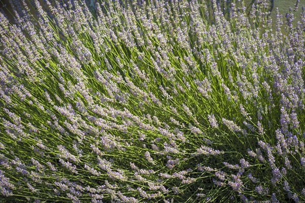 Close up of flowers blooming on bush