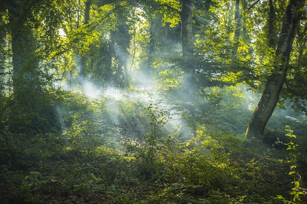 Sunbeams through tree branches in forest