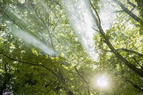 Sunbeams through tree branches in forest