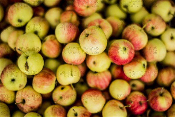 Close up of pile of apples