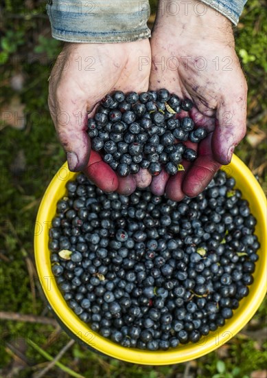 Close up of stained hands holding blueberries over bowl