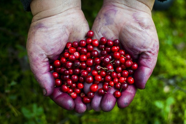 Close up of stained hands holding red berries