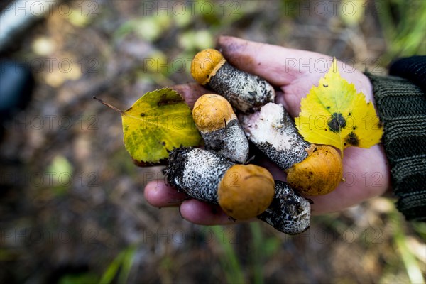 Close up of hand holding fungi