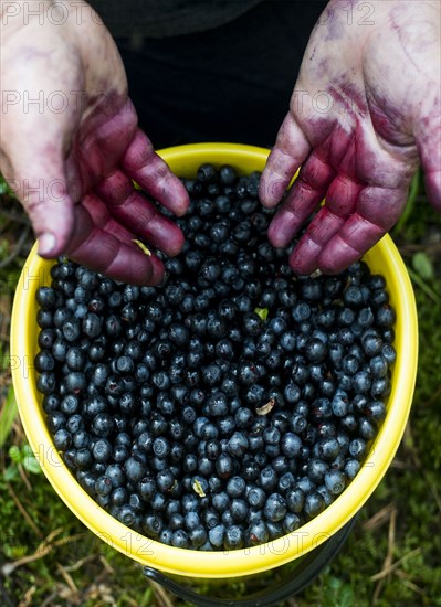 Close up of stained hands over bowl of blueberries