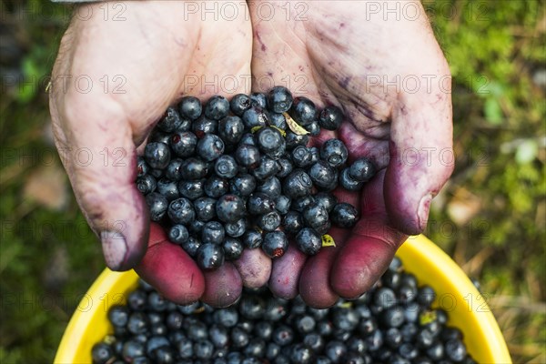 Close up of stained hands holding blueberries over bowl