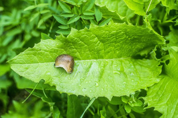 Close up of slug on wet leaf