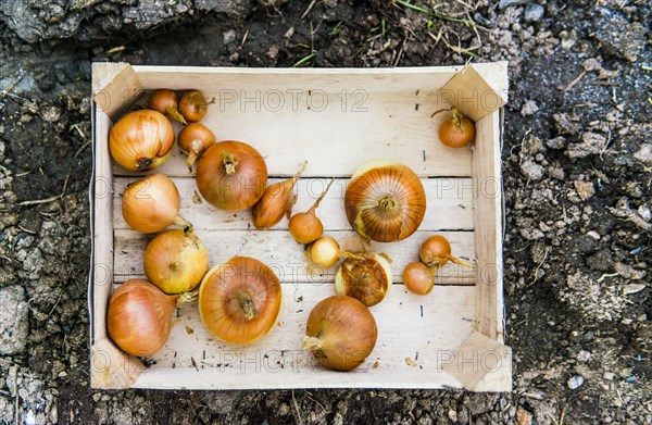 Close up of crate of variety of onions