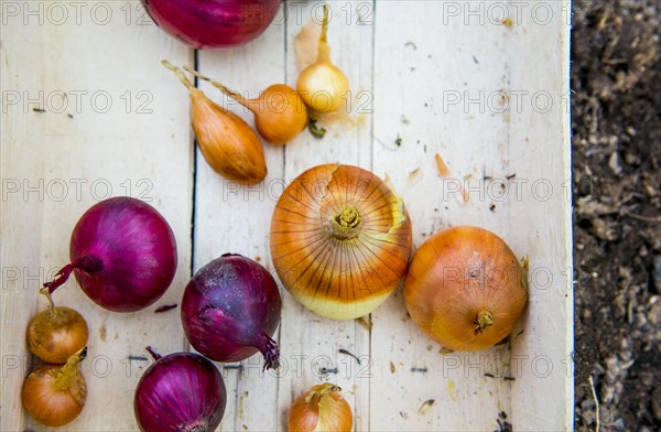 Close up of crate of variety of onions