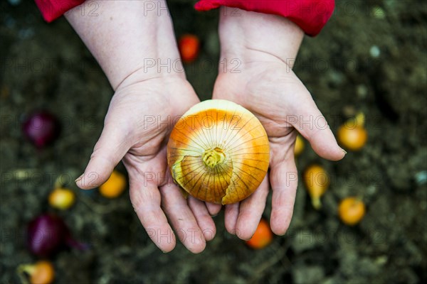 Close up of hands holding onion