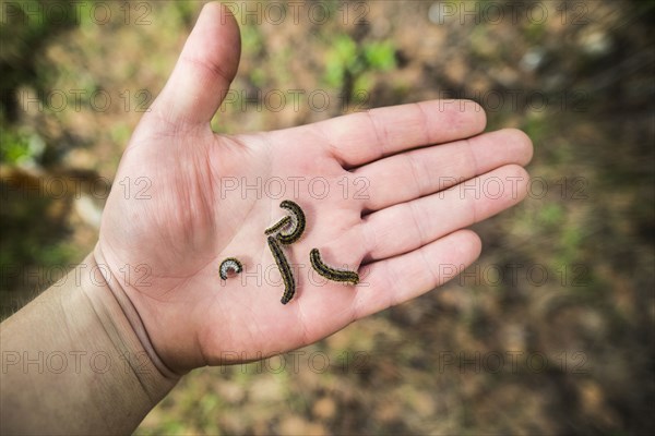 Close up of hand holding caterpillars