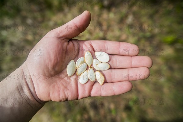 Close up of hand holding seeds