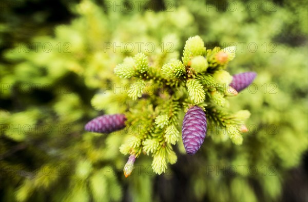 Close up of flowers sprouting on tree branch