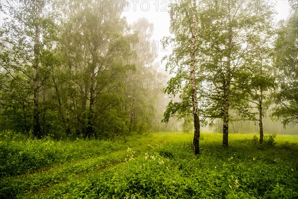 Trees and shrubs in misty forest