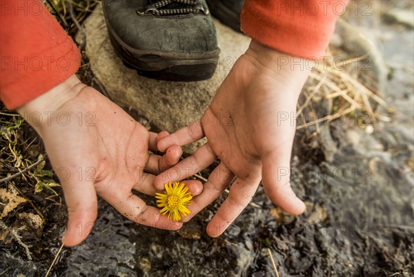 Close up of hands holding flower