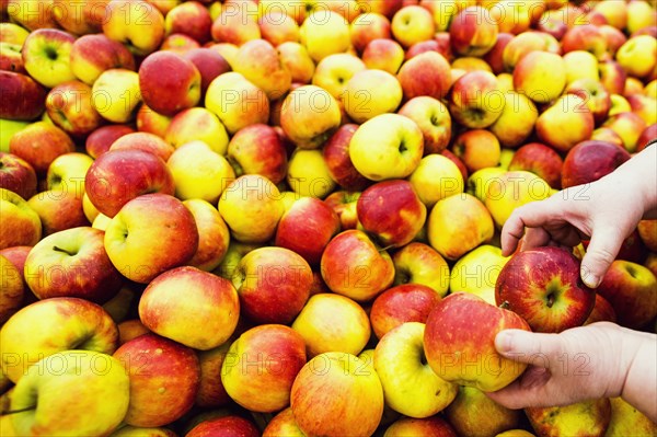 Close up of hands selecting apples in market