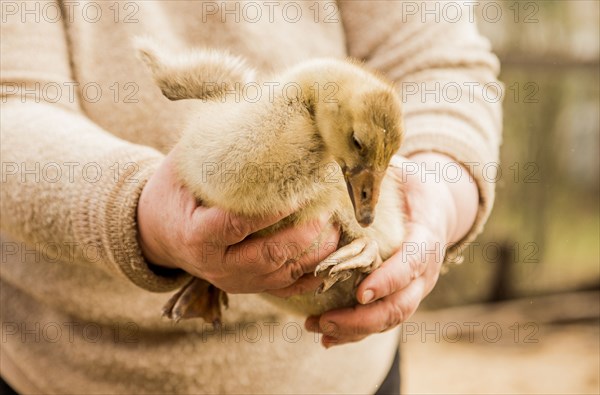 Caucasian farmer holding duckling on farm