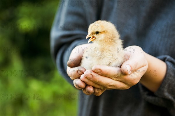 Caucasian farmer holding chick