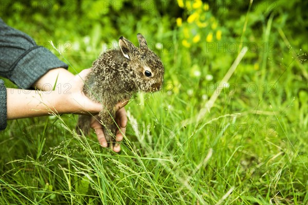 Caucasian farmer holding rabbit in garden