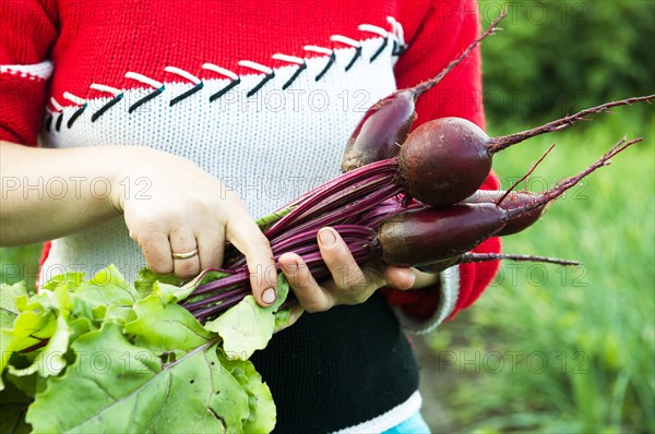 Caucasian farmer holding fresh beets in garden