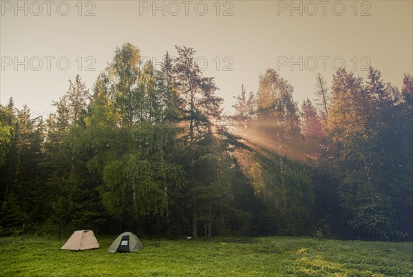 Sunbeams through trees in rural field