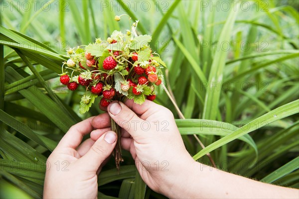 Close up of hands holding strawberry buds