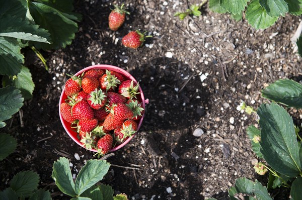 Bucket of strawberries in garden