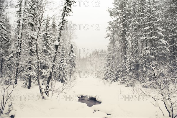 Stream in snowy forest