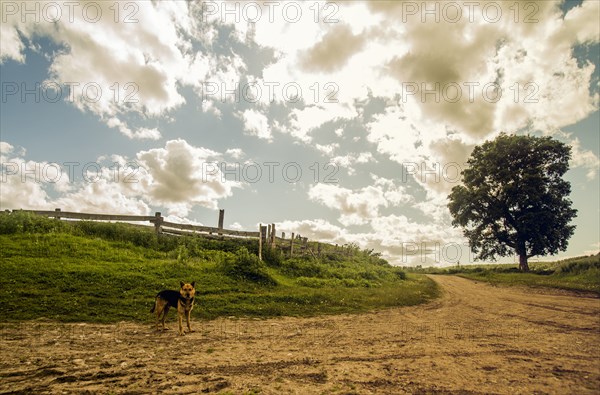 Dog on rural dirt path