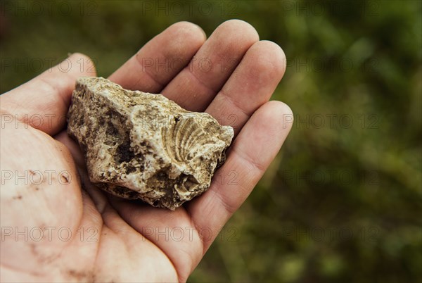 Hand holding ancient fossil