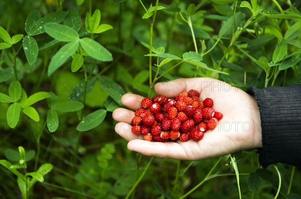 Hand of Caucasian woman holding berries