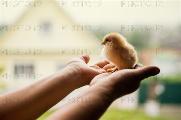 Hands holding chick