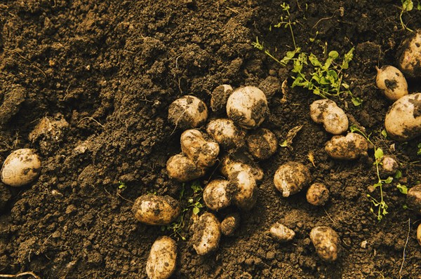 High angle view of potatoes growing in dirt