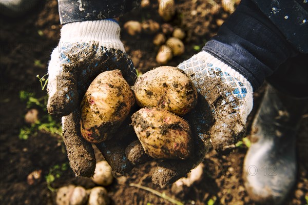 Gardener holding potatoes in dirt