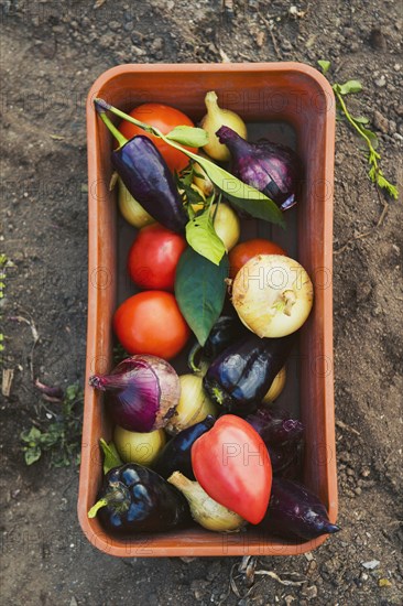 Bucket of vegetables in garden