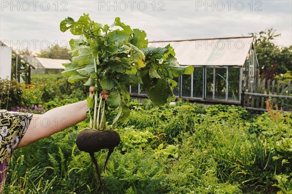 Gardener holding rutabaga in garden