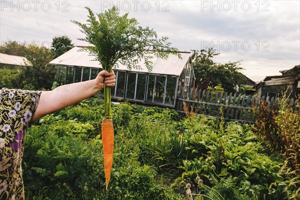 Gardener holding carrot in garden