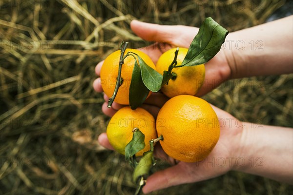 Gardener holding fruit in garden